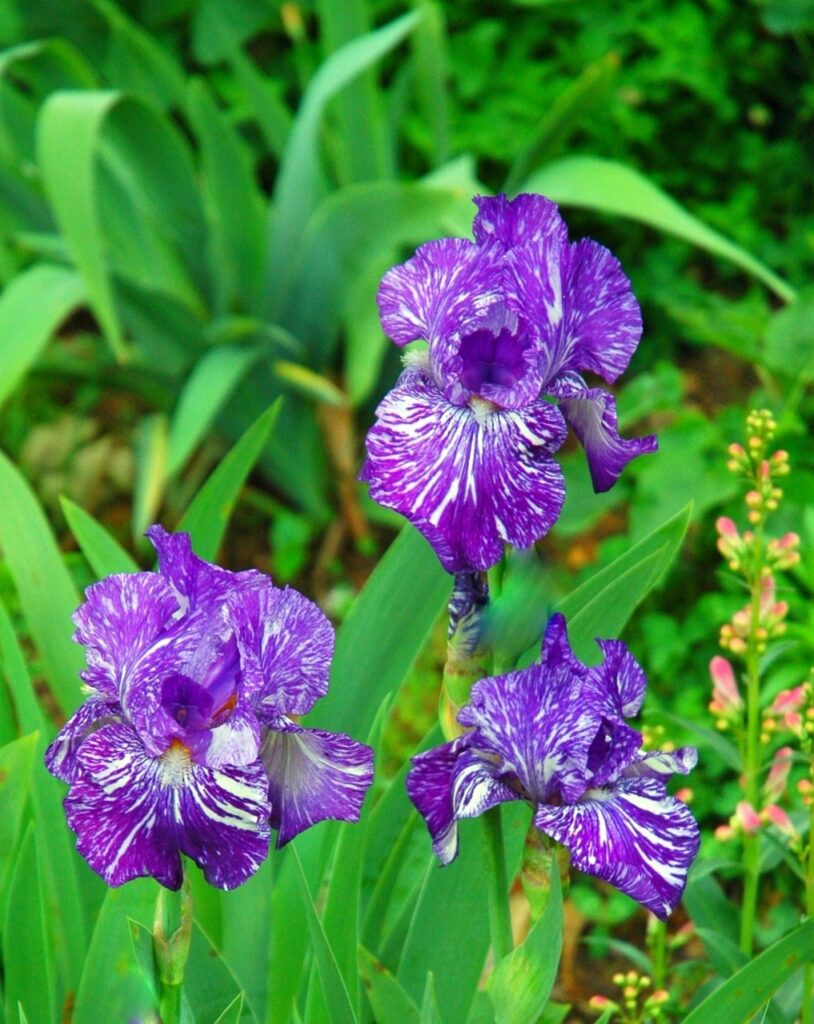 Purple flowers 