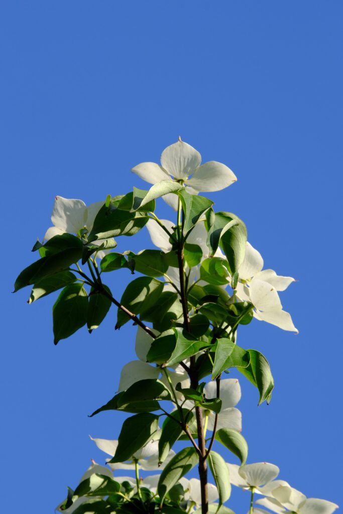 White dogwood blossom 