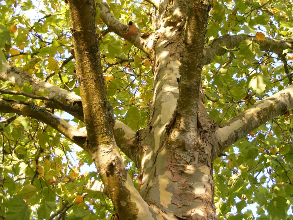 London Plane Tree