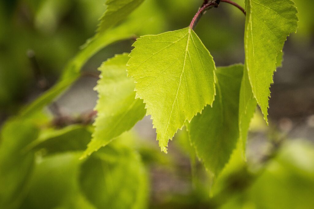 Silver Birch Leaves 