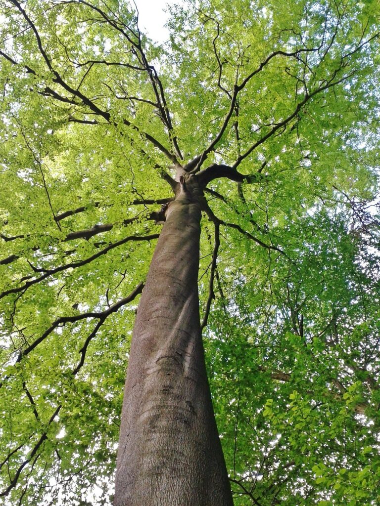 Beech Tree