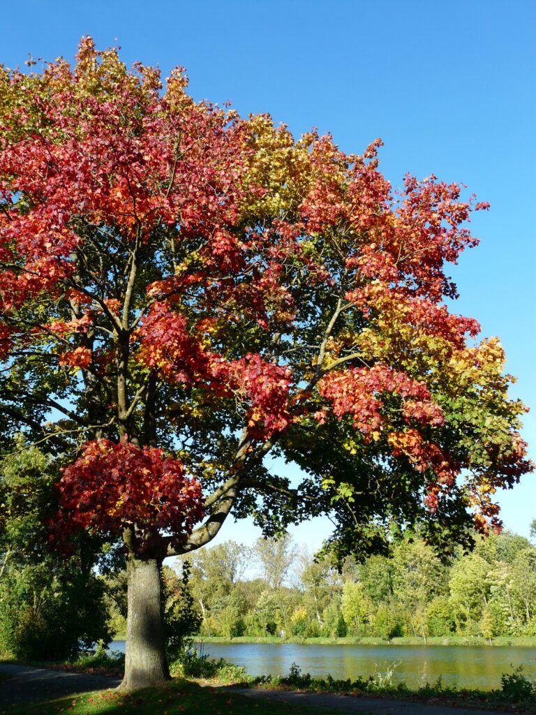 Maple Tree