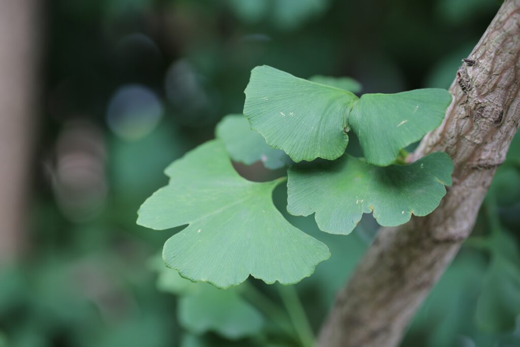 Gingko Biloba leaves
