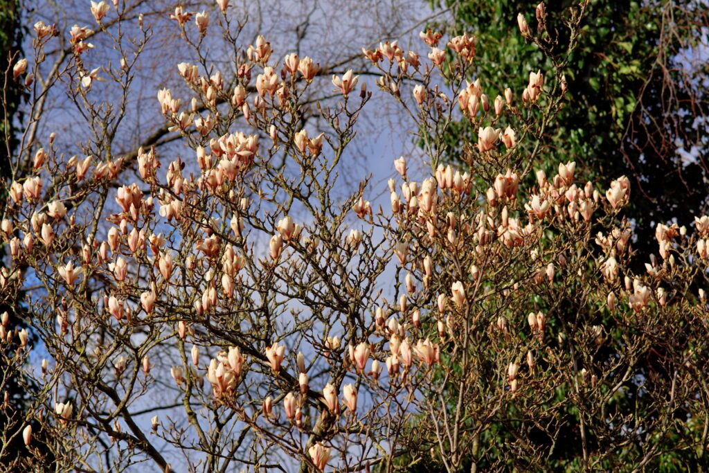 Tulip Tree