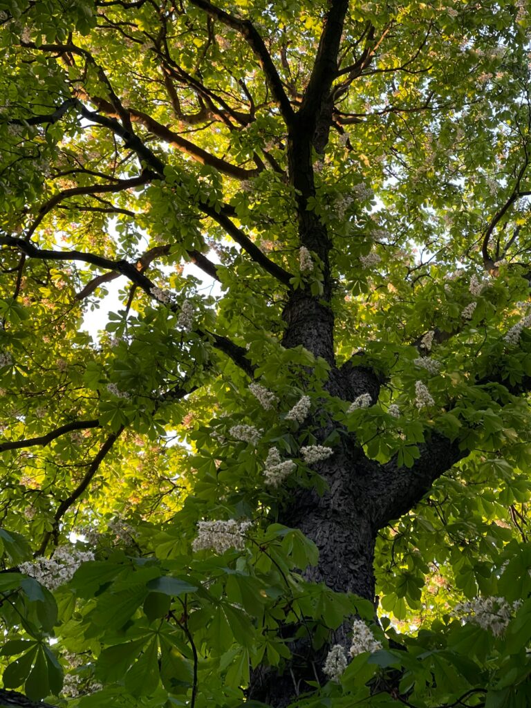 Horsechestnut Tree