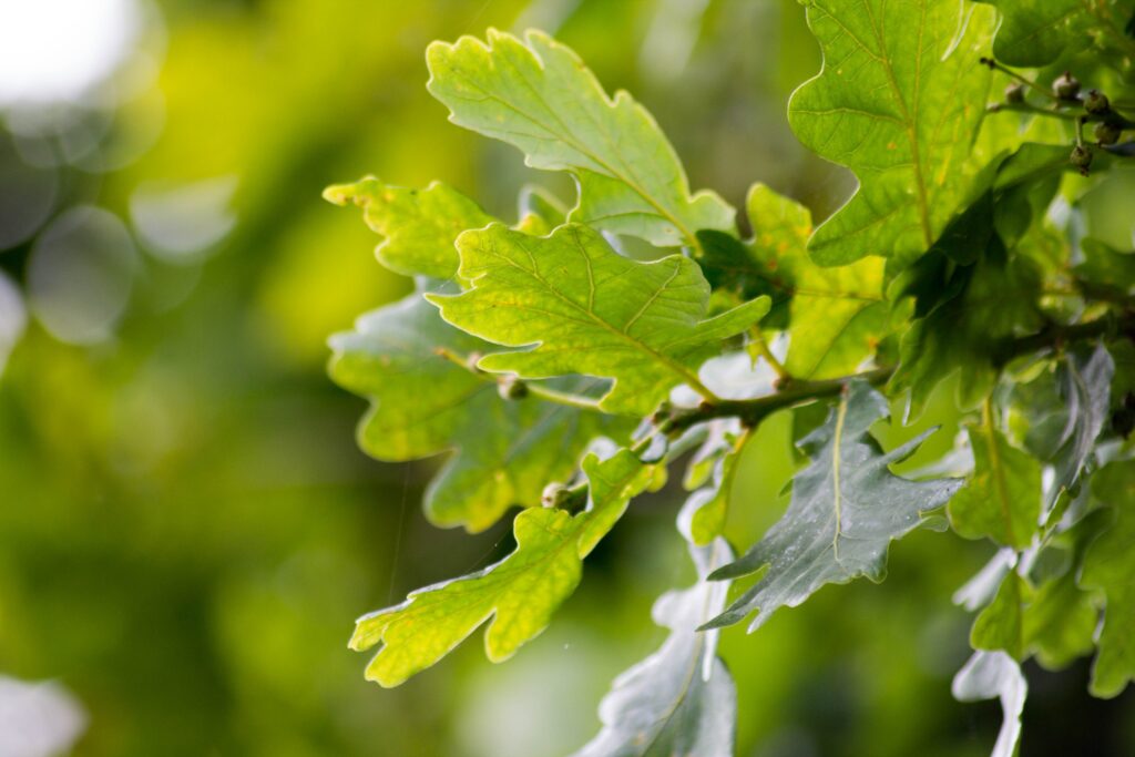 English Oak Tree Leaves