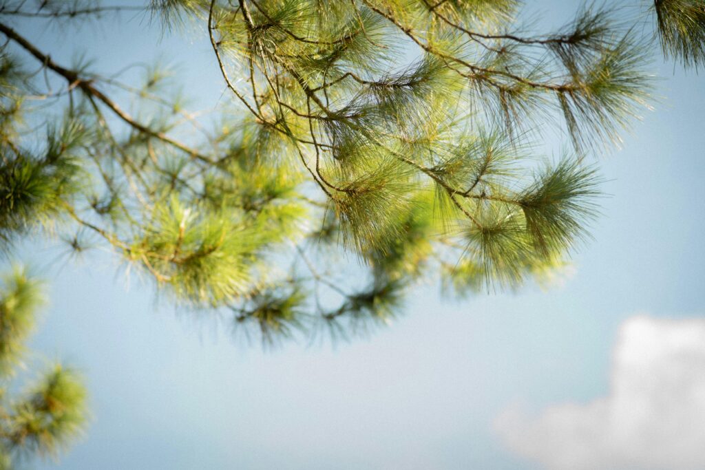 Eastern White Pine Branches